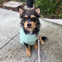 adopt a pet