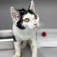 BARTLEBY - Domestic Shorthair available for adoption