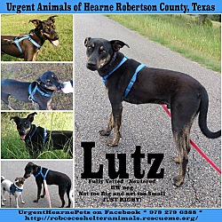 Thumbnail photo of Lutz #2