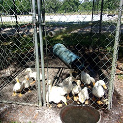 Thumbnail photo of Pekin Ducks(2) #2