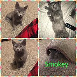 Photo of Smokey