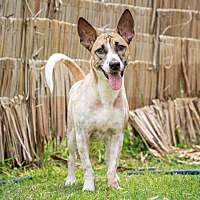 adopt a pet