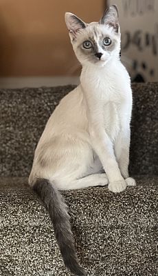 Los Angeles, CA - Siamese. Meet Nala a Pet for Adoption - AdoptaPet.com