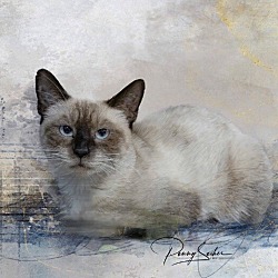Photo of Mocha