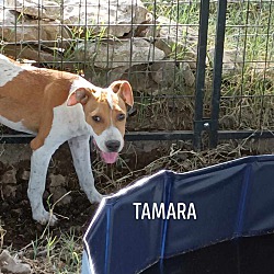 Thumbnail photo of TAMARA #2