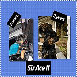 Thumbnail photo of SIR ACE (COURTESY POST) #1