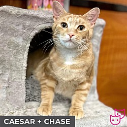 Thumbnail photo of Caesar (bonded with Chase) #4