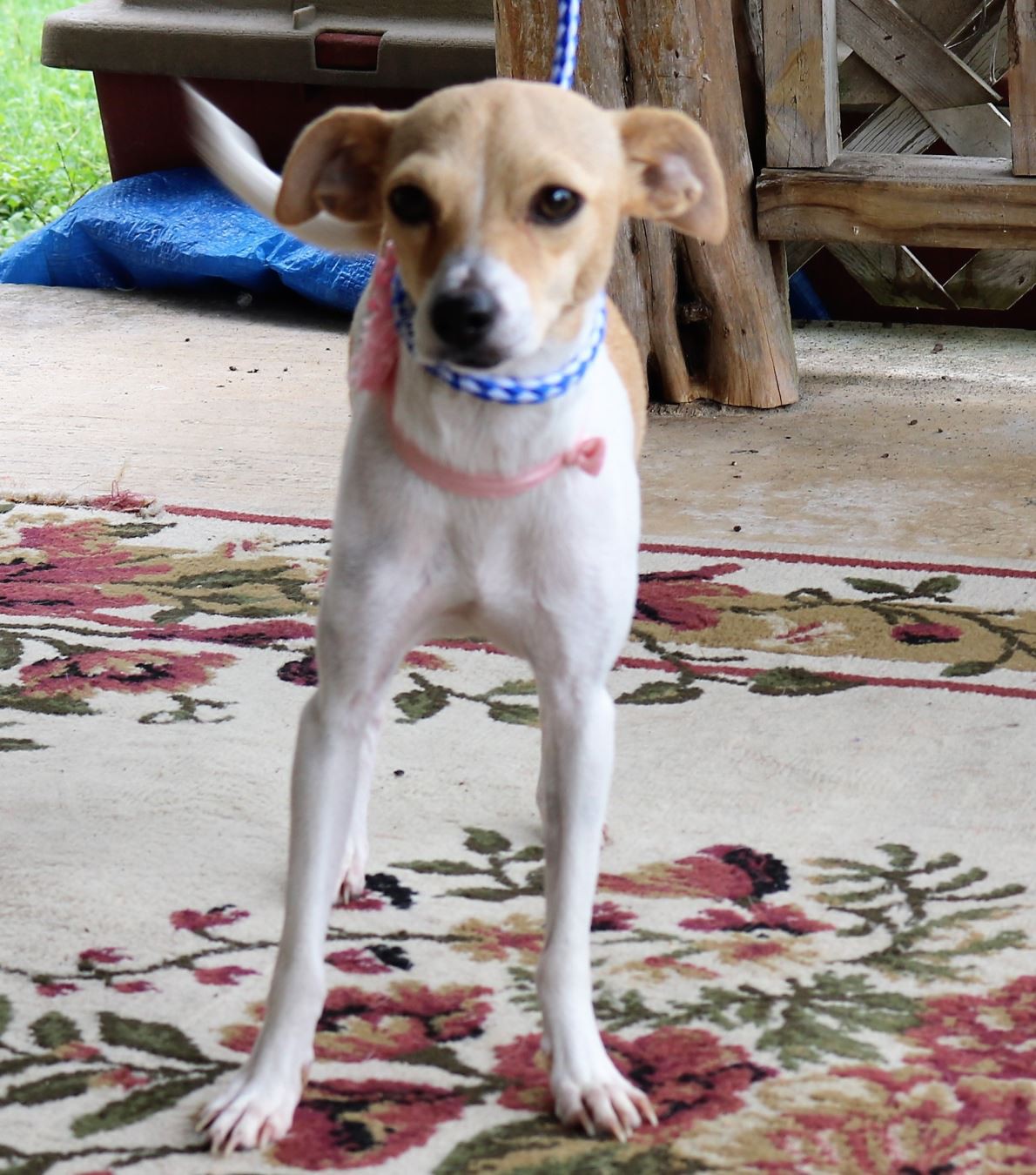 Rat terrier whippet best sale