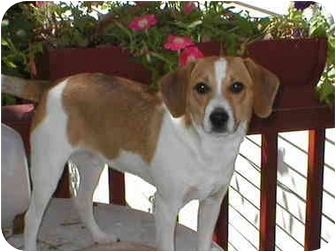 parson russell terrier beagle mix