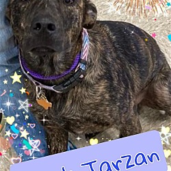 Thumbnail photo of tarzan #2