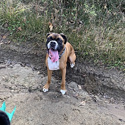 Photo of Simba