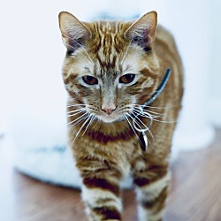 Photo of Joey