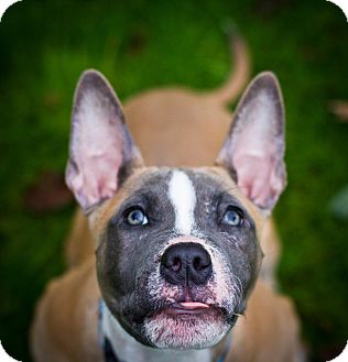 Seattle Wa American Staffordshire Terrier Meet Willie A Pet