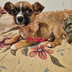 Photo of Rosetia