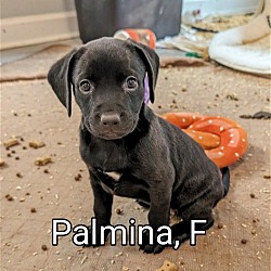 Photo of Palmina