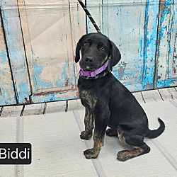 Thumbnail photo of Biddi #2