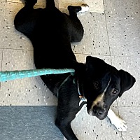 adopt a pet