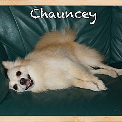Thumbnail photo of Chauncey #3