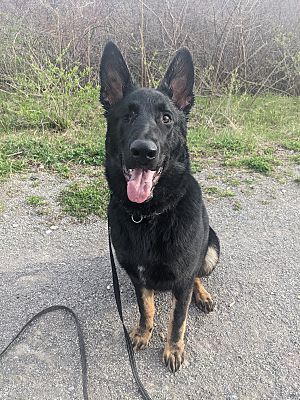 Niagara Falls, ON - German Shepherd Dog. Meet Duke a Pet for Adoption ...