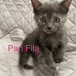 Photo of Panfila