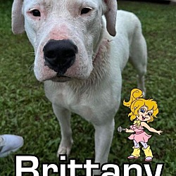 Photo of Brittany