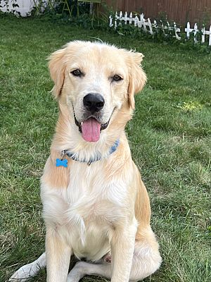 Arlington, Ma - Golden Retriever. Meet Riley A Pet For Adoption 