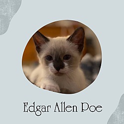Thumbnail photo of Edgar Allen Poe #1