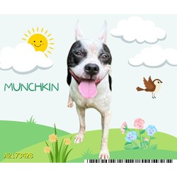 Photo of MUNCHKIN