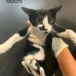 Thumbnail photo of Mochi #4