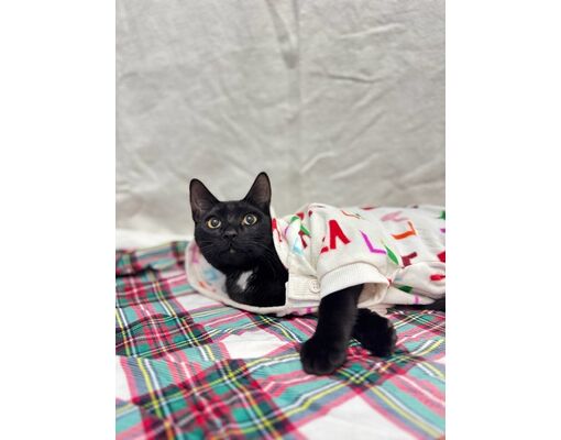 Moses Lake, WA - Domestic Shorthair. Meet Binx a Pet for Adoption ...