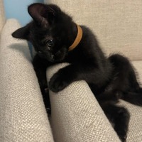 adopt-pet