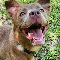 adopt a pet