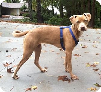 basenji lab mix