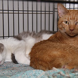 Thumbnail photo of Frizzie & Bobby (Bonded Pair) #2