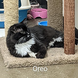 Thumbnail photo of Oreo (FIV+) #2