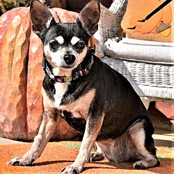 Photo of ITSY BITSY