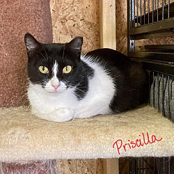 Thumbnail photo of Priscilla #4