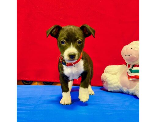 Chantilly, VA - Miniature Pinscher/Chihuahua. Meet Dwarf Dopey a Pet ...