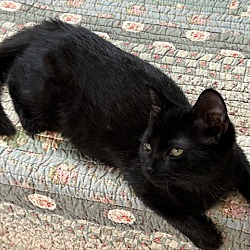 Thumbnail photo of Zoe-House Panther #4