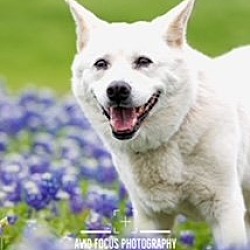 Thumbnail photo of Jinny Jinsook - DIAMOND DOG #1
