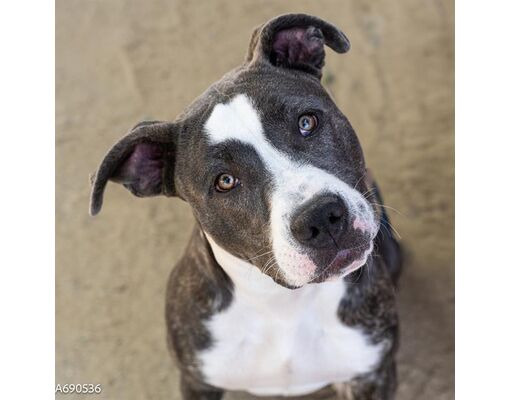 Sacramento, CA - American Pit Bull Terrier. Meet VIENNA a Pet for ...