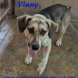 Thumbnail photo of Vinny #1