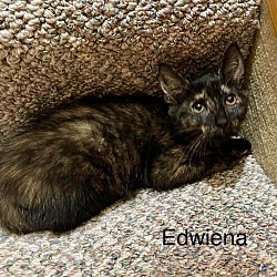 Thumbnail photo of Edwina #1