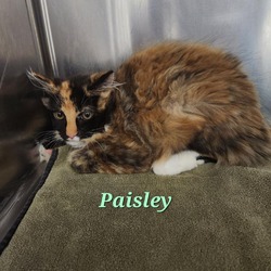 Thumbnail photo of Paisley #3