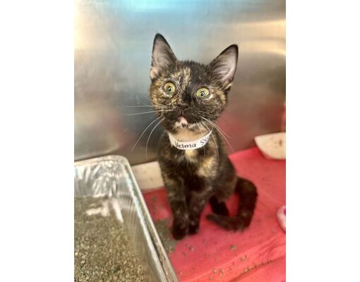 Matteson, IL - Domestic Shorthair. Meet Velma a Pet for Adoption ...