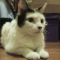 adopt-pet