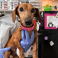 adopt a pet