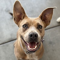adopt a pet