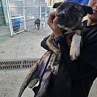 adopt-pet