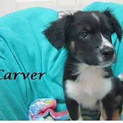 Thumbnail photo of Carver #1